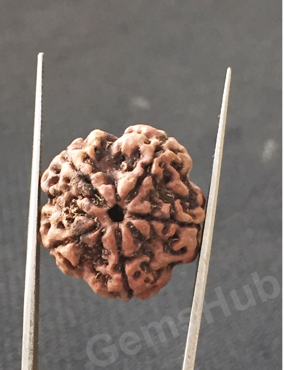 5 Mukhi Natural Certified Rudraksha Size- 21 mm Premium Quality